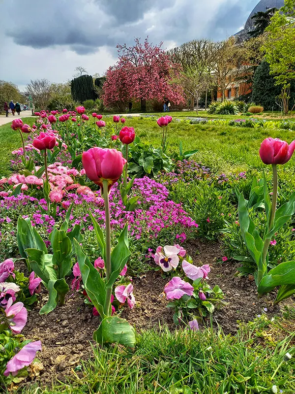 Champ de fleurs à Grasse, ville des parfums avec Rosa Rose